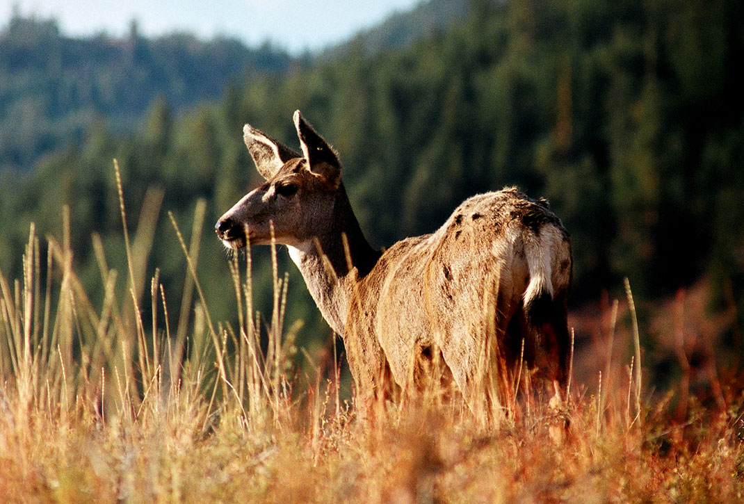 BlacktailDeer