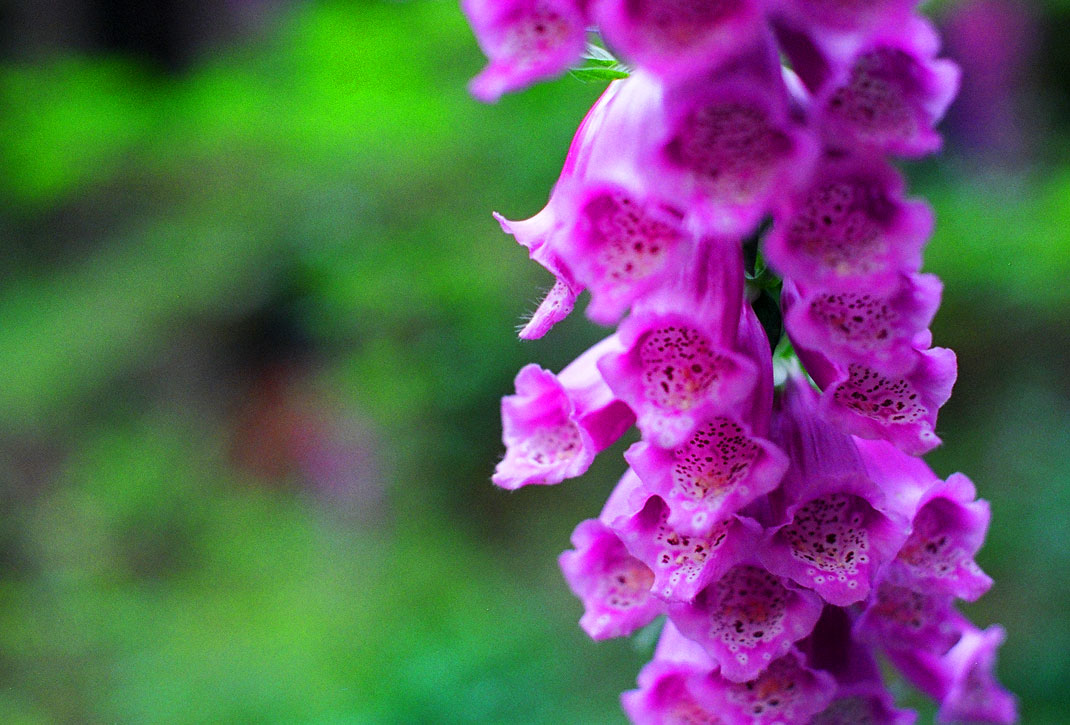 Foxglove