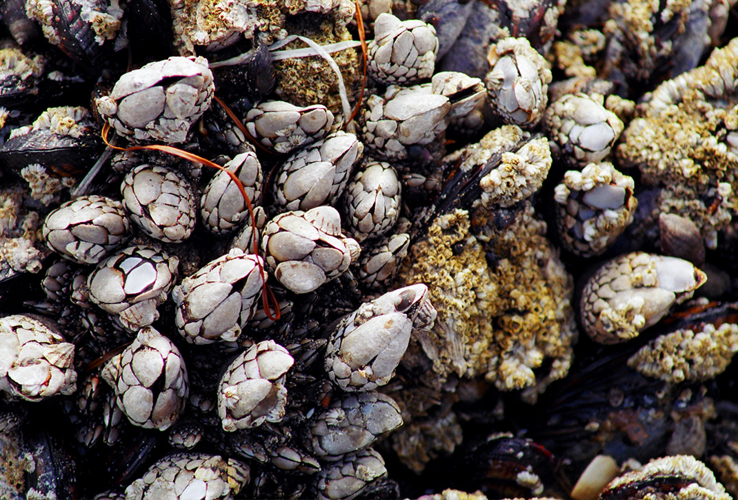 Barnacles