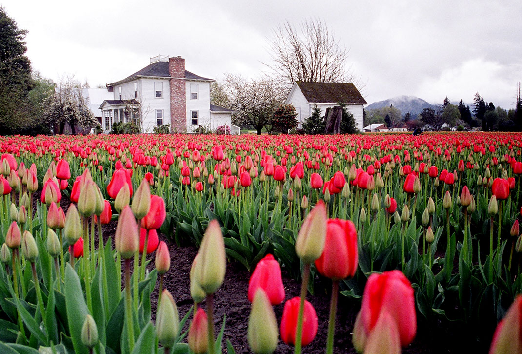 Tulips